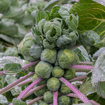 Brussels Sprouts 'Trafalgar' Six X Plug Plant Pack, 3 of 5