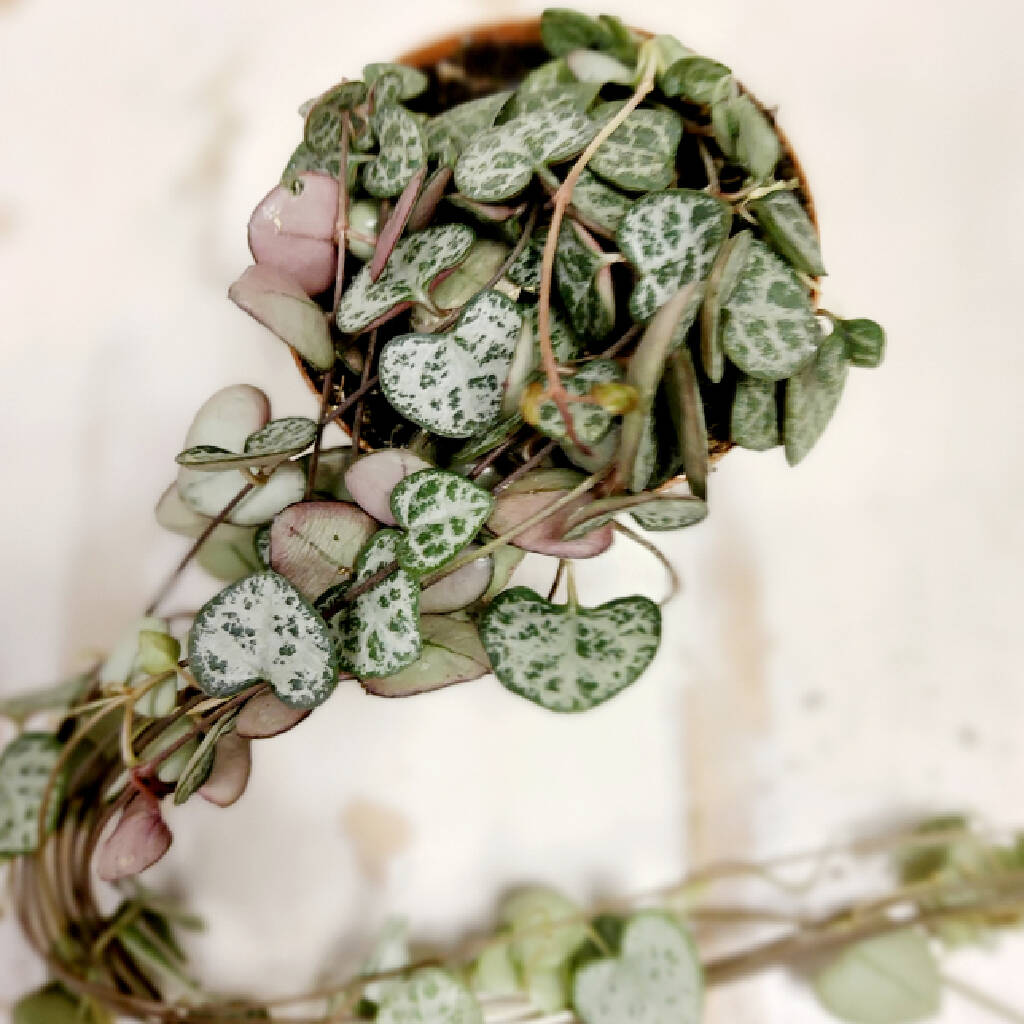 String Of Hearts Real Houseplant In 8cm Pot. Pet Safe By Pretty Cactus