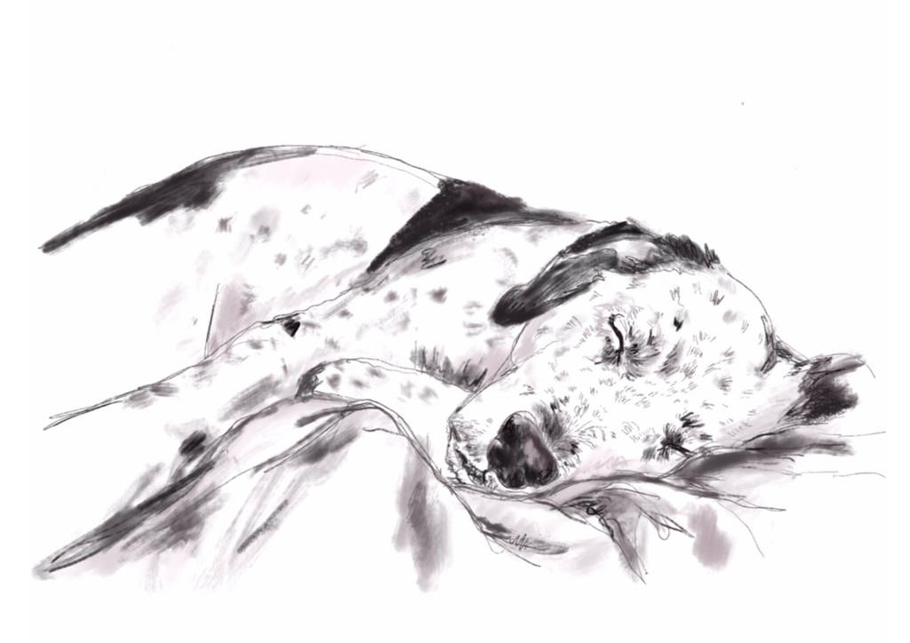 original_sleeping-english-setter-art-print.jpg