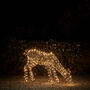 Xl Studley Rattan Doe Dual LED Light Up Reindeer, thumbnail 2 of 3
