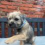 Hugo's Blue Wave Harris Tweed Dog Collar, thumbnail 4 of 4
