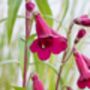 Penstemon 'Ruby Rich' Three X Full Plants In 1 L Pots, thumbnail 2 of 4