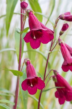 Penstemon 'Ruby Rich' Three X Full Plants In 1 L Pots, 2 of 4