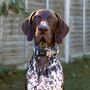 Check Him Out Step In Dog Harness, thumbnail 8 of 11