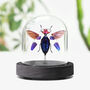 Red Speckled Jewel Beetle Insect Bug Entomology Taxidermy Bell Jar, thumbnail 1 of 3