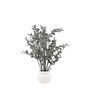 Faux Eucalyptus In Ceramic Pot Ivory, thumbnail 6 of 6