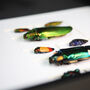 Myriad Iridescent Beetle Collection Box Frame Entomology Taxidermy Insects Bug Moth Interior Design Modern Home Decor Wall Hanging Ornament, thumbnail 2 of 5