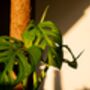 Houseplant Monstera Adansonii 'Monkey Leaf' 3 L Pot, thumbnail 5 of 5