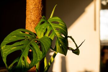 Houseplant Monstera Adansonii 'Monkey Leaf' 3 L Pot, 5 of 5