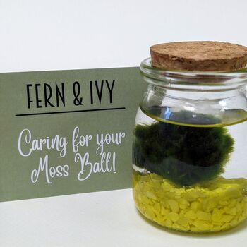 Marimo Moss Ball Kit Plant Lover Gift, 11 of 12
