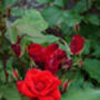 Rose Rosie, Personalised Gift Rose, thumbnail 2 of 2
