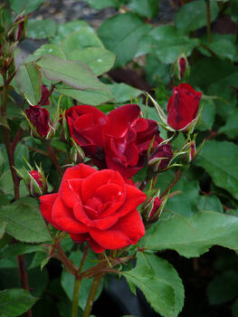 Rose Rosie, Personalised Gift Rose, 2 of 2
