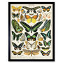 Millot Encyclopedia Page Moths Butterflies Art Print, thumbnail 1 of 3