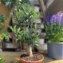 The Olive Tree Bonsai Gift, thumbnail 6 of 12