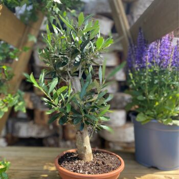 The Olive Tree Bonsai Gift, 6 of 12