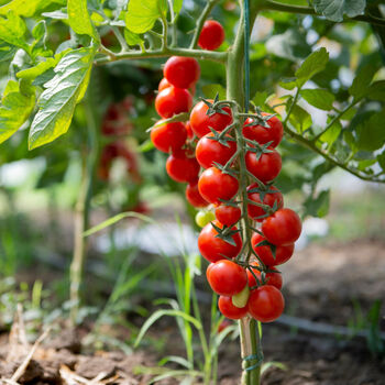 Tomato Plants 'Gardener's Delight' Nine X Plug Pack, 5 of 5