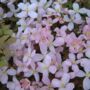 Clematis Montana Vera – Pink Spring Climber3 L Pot, thumbnail 1 of 5