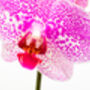 Phalaenopsis Orchid Plant With Ceramic Pot, thumbnail 1 of 12