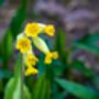 Primula Veris 'Wild Cowslip' In A One Litre Pot, thumbnail 2 of 9