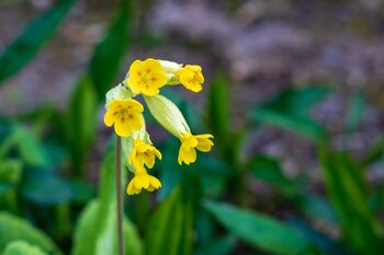 Primula Veris 'Wild Cowslip' In A One Litre Pot, 2 of 9