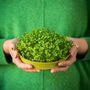 Organic Microgreen Seeds | Red Clover, thumbnail 2 of 2