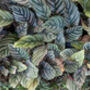 Houseplant Calathea Ornata 'Prayer Plant' In 13cm Pot, thumbnail 5 of 5