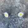 White Daisy April Birth Flower Stud Earrings, thumbnail 2 of 4