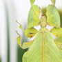 Gray's Leaf Insect Bug Entomology Taxidermy Bell Jar, thumbnail 2 of 4