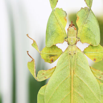 Gray's Leaf Insect Bug Entomology Taxidermy Bell Jar, 2 of 4