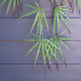 100cm Artificial Hanging Acer Spider Plant, thumbnail 4 of 4