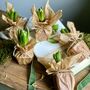 Wax Papered Fresh Hyacinth Bulbs, thumbnail 2 of 10