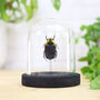 Lightning Strike Scarab Insect Bug Entomology Taxidermy Bell Jar, thumbnail 1 of 4