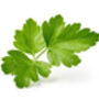 Herb Plants Parsley Three X 9cm Pots, thumbnail 5 of 5