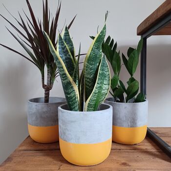 Hand Painted Colour Dip Indoor Concrete Plant Pot, 4 of 10