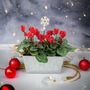 Red Cyclamen In Christmas Trough – Festive Gift Plant, thumbnail 1 of 3