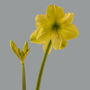 Christmas Amaryllis 'Yellow' Two X Bulb Pack, thumbnail 4 of 5