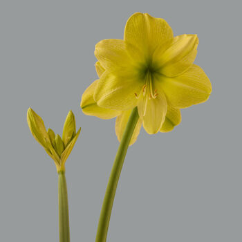 Christmas Amaryllis 'Yellow' Two X Bulb Pack, 4 of 5