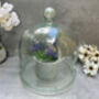 Huge 30cm Recycled Glass Cloche Dome Bell Jar, thumbnail 3 of 8