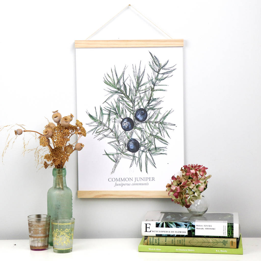 juniper berries a3 botanical giclee art print by ella johnston art