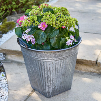 Traditional Grey Metal Bucket Planter, 5 of 5