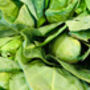 Vegetable Cabbage 'Hispi' Nine X Plug Plant Pack, thumbnail 5 of 5