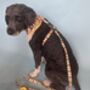 Multi Coloured Stripe Dog Harness, thumbnail 3 of 5