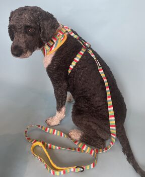 Multi Coloured Stripe Dog Harness, 3 of 5