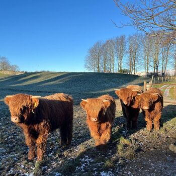 Wensleydale Smallholder Farming Experience For Two, 2 of 4