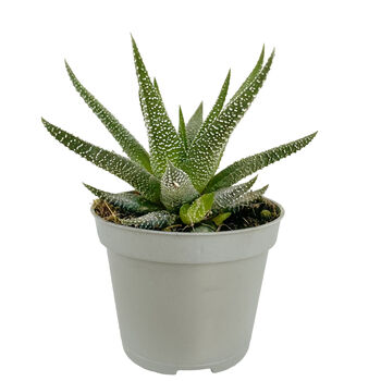 Dotted Aloe Easy Care Decorative House Plant, 5 of 7