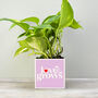 'Love Grows' Valentine's Plant Pot And Houseplant, thumbnail 2 of 7