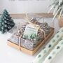 Set Of Six Pinecone Tealight Candles, thumbnail 1 of 2
