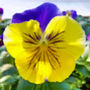 Flowers Pansy 'Morpheus' 20 X Plant Pack, thumbnail 4 of 4