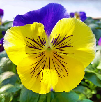 Flowers Pansy 'Morpheus' 20 X Plant Pack, 4 of 4