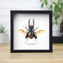 Giraffe Stag Beetle Insect Bug Entomology Taxidermy Box Frame, thumbnail 1 of 3